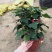 观花植物