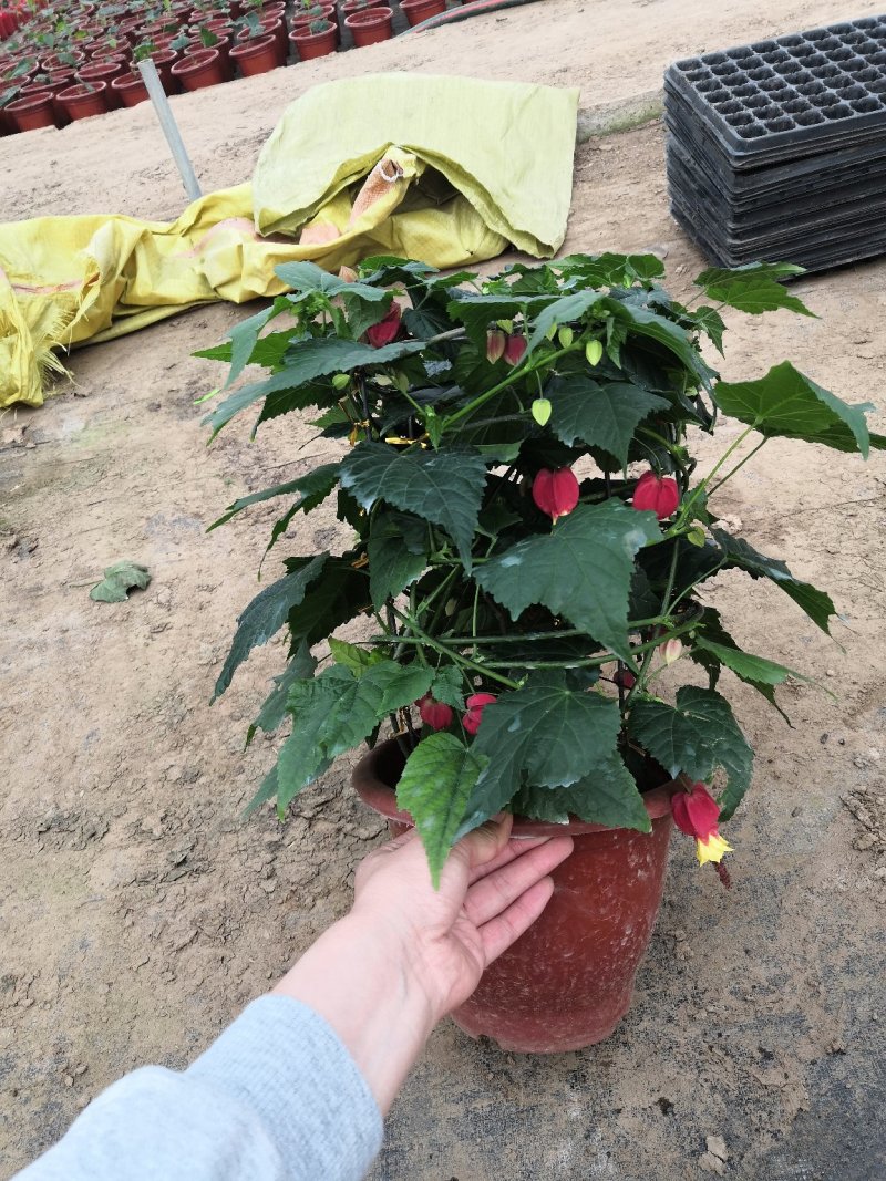 观花植物