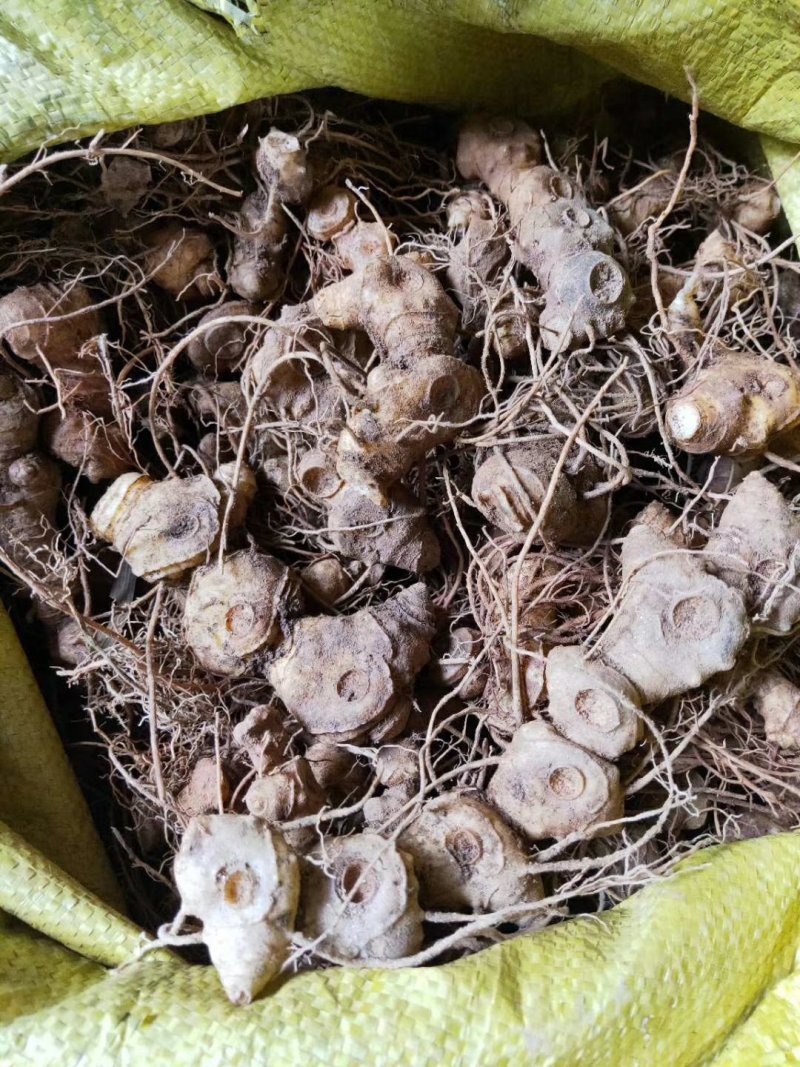 姜型多花黄精茎块，野生货，大小都有，小个子种芽头苗