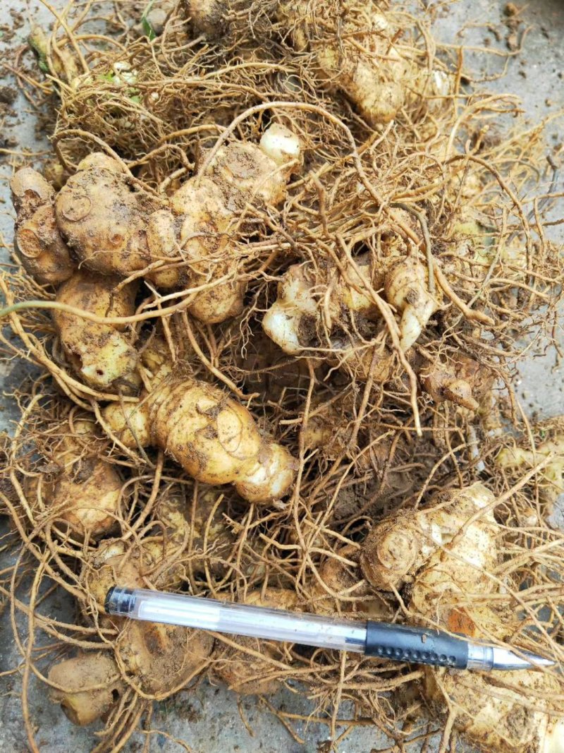 姜型多花黄精茎块，野生货，大小都有，小个子种芽头苗