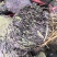 紫苏叶河南1公斤起批无硫***不包邮正品