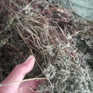老鹤草晒干老鹳草野生中草药老鸹嘴草