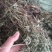 老鹤草晒干老鹳草野生中草药老鸹嘴草
