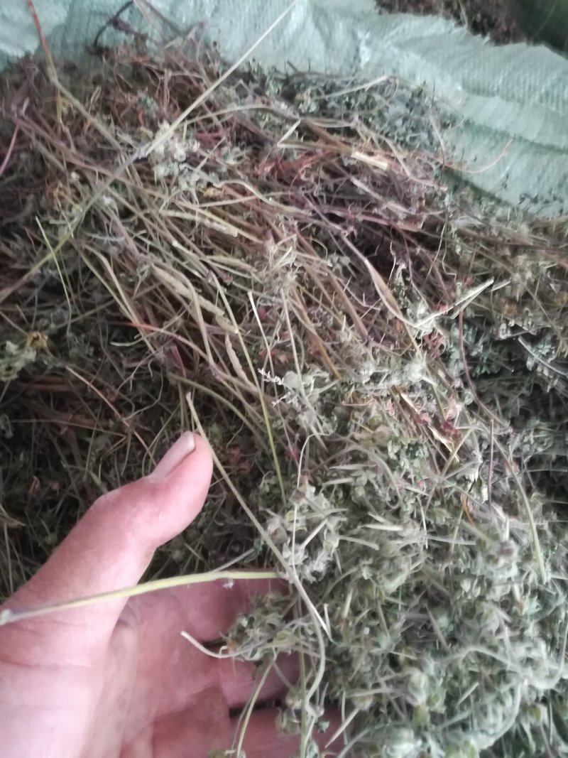老鹤草晒干老鹳草野生中草药老鸹嘴草