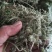 老鹤草晒干老鹳草野生中草药老鸹嘴草
