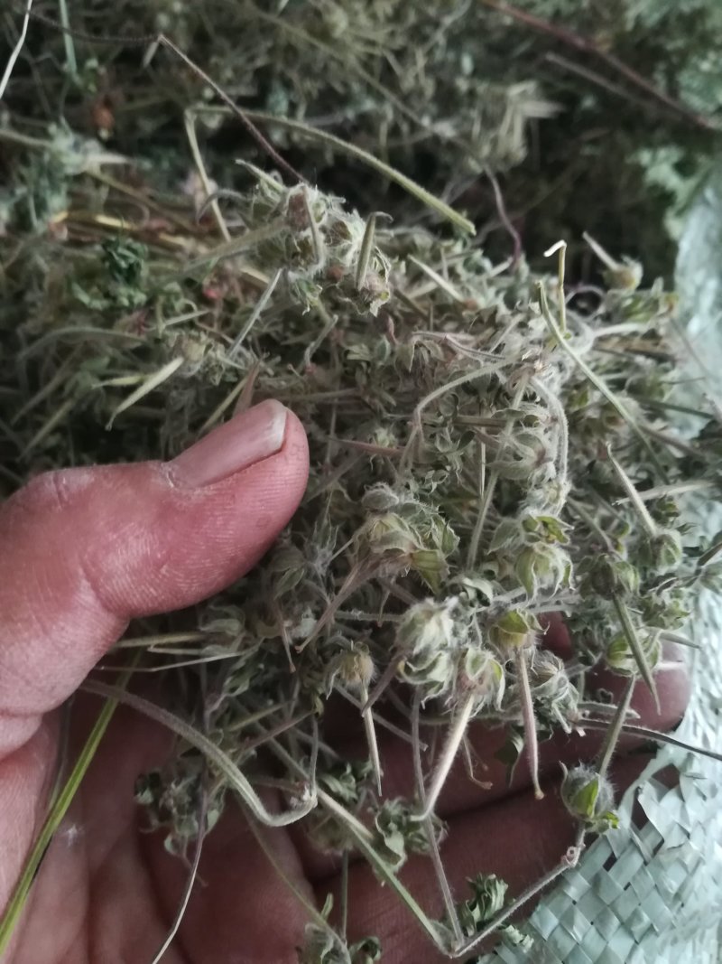 老鹤草晒干老鹳草野生中草药老鸹嘴草