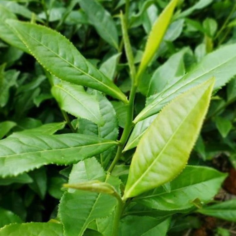 福良山安吉白茶穴盘苗茶苗批发茶苗种植基地直接发货