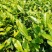 福良山安吉白茶穴盘苗茶苗批发茶苗种植基地直接发货