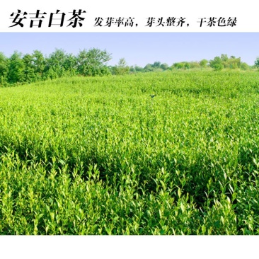福良山安吉白茶穴盘苗茶苗批发茶苗种植基地直接发货