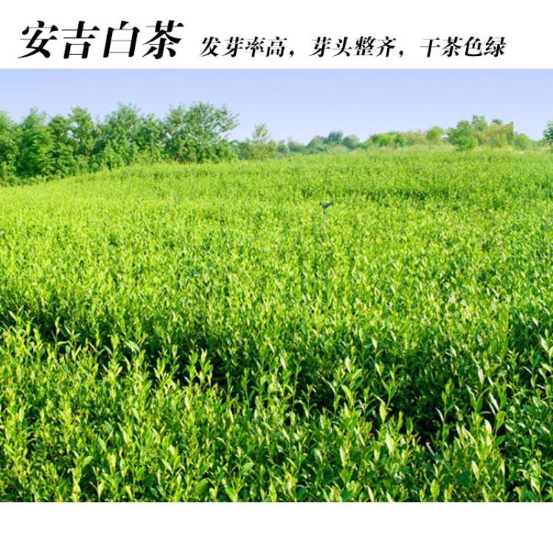 福良山安吉白茶穴盘苗茶苗批发茶苗种植基地直接发货