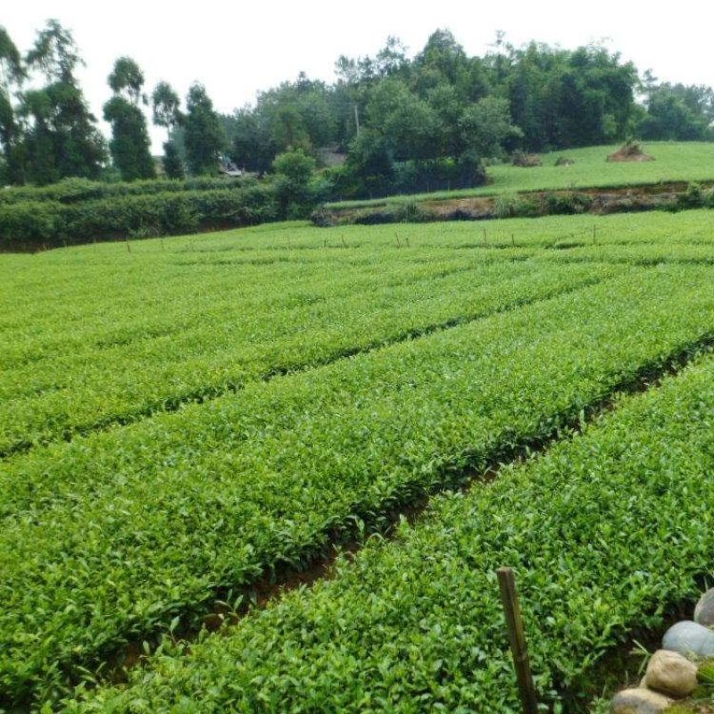 福良山安吉白茶穴盘苗茶苗批发茶苗种植基地直接发货