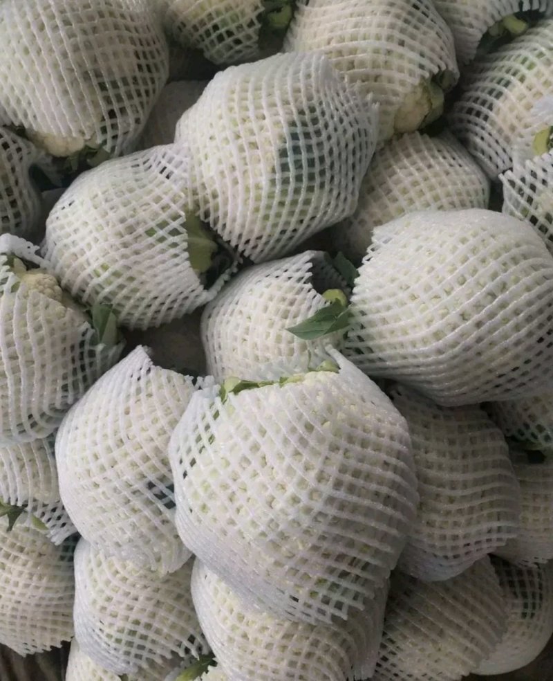 精品菜花