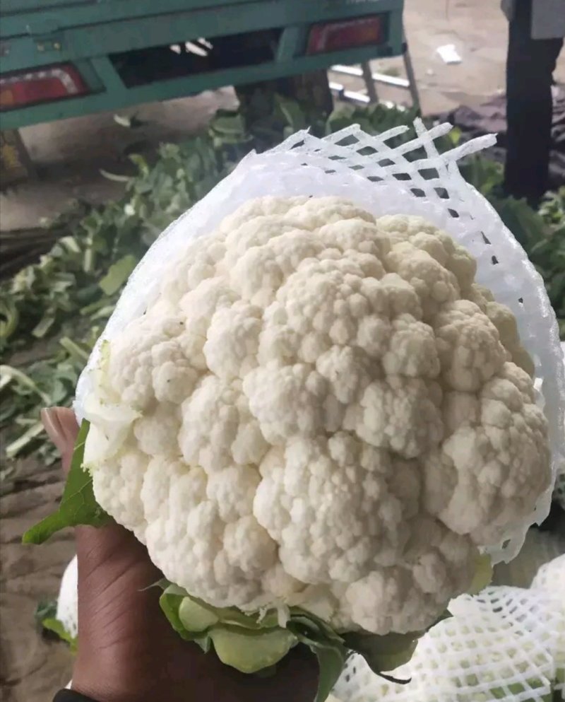 精品菜花