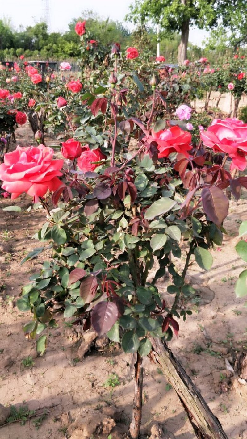 树状月季大小规格齐全自家苗圃价格优惠