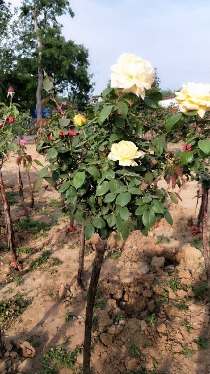 树状月季大小规格齐全自家苗圃价格优惠