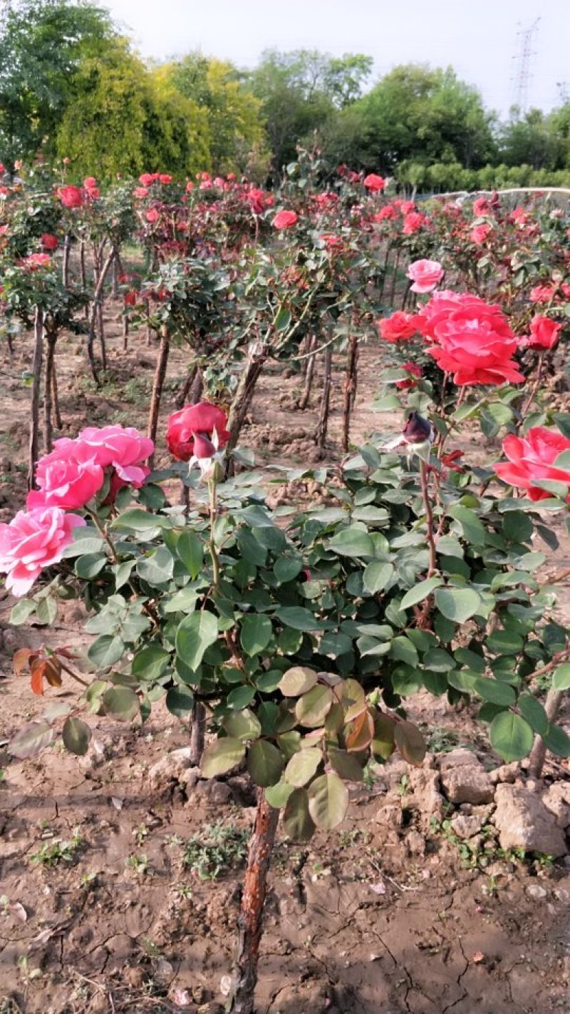树状月季大小规格齐全自家苗圃价格优惠