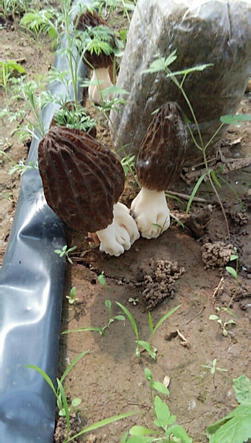鲜羊肚菌