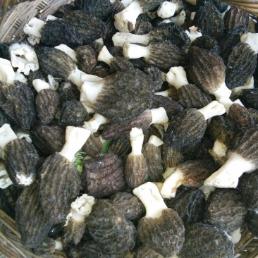 鲜羊肚菌