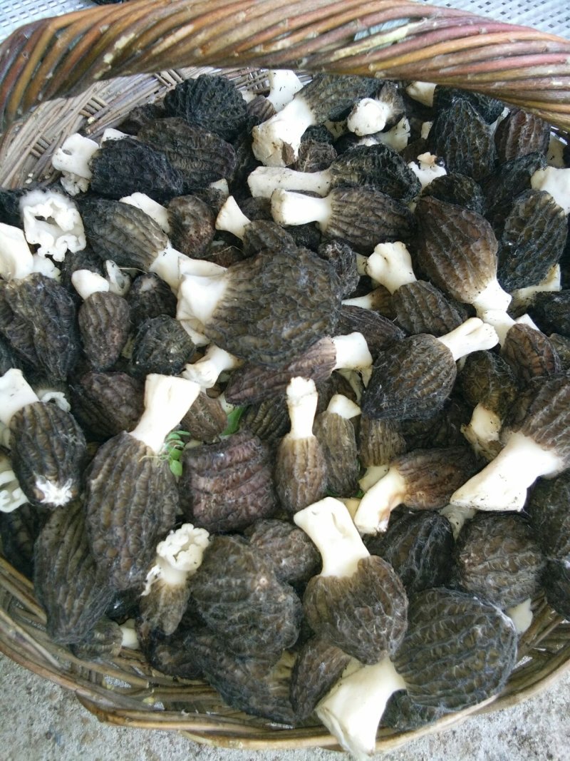 鲜羊肚菌