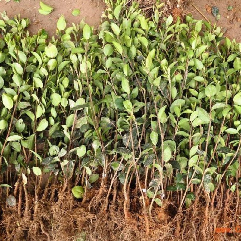 茶苗茶树苗安吉白茶穴盘苗批发