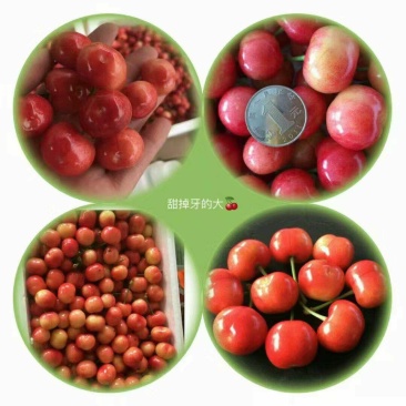 山东露天大樱桃