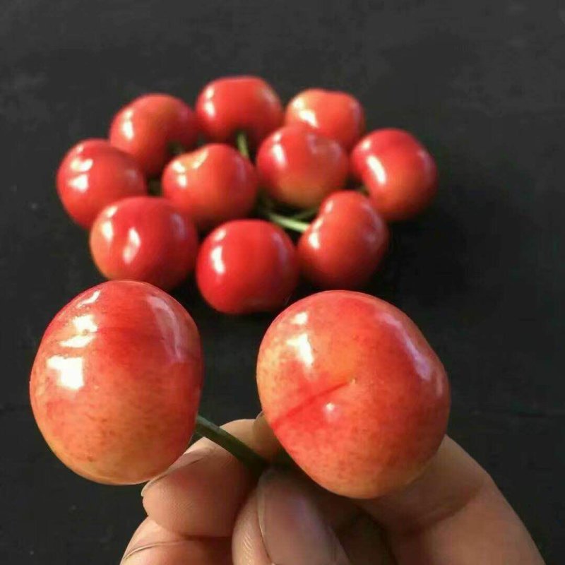 山东露天大樱桃