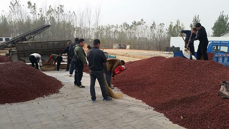 厂家专业供应饲料红枣枣酒枣汁原料红枣糖分高干度好保质