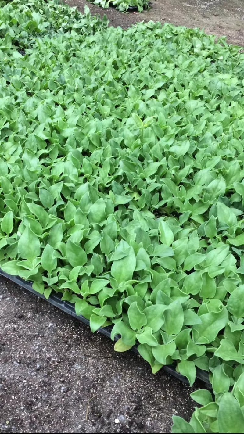 特菜苗冰草苗冰菜苗基地常年供苗有种子