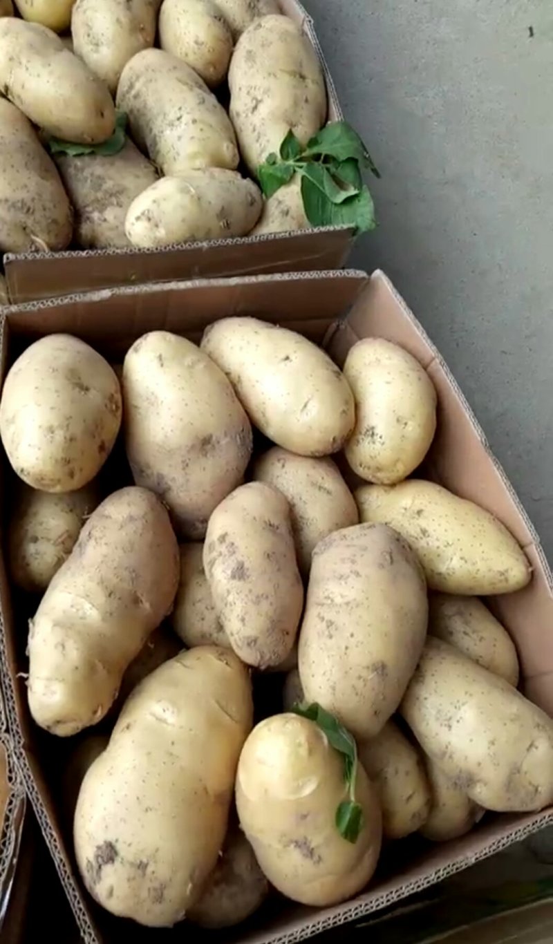 山东土豆荷兰十五！沃土！v7库存货开始出库供应代发
