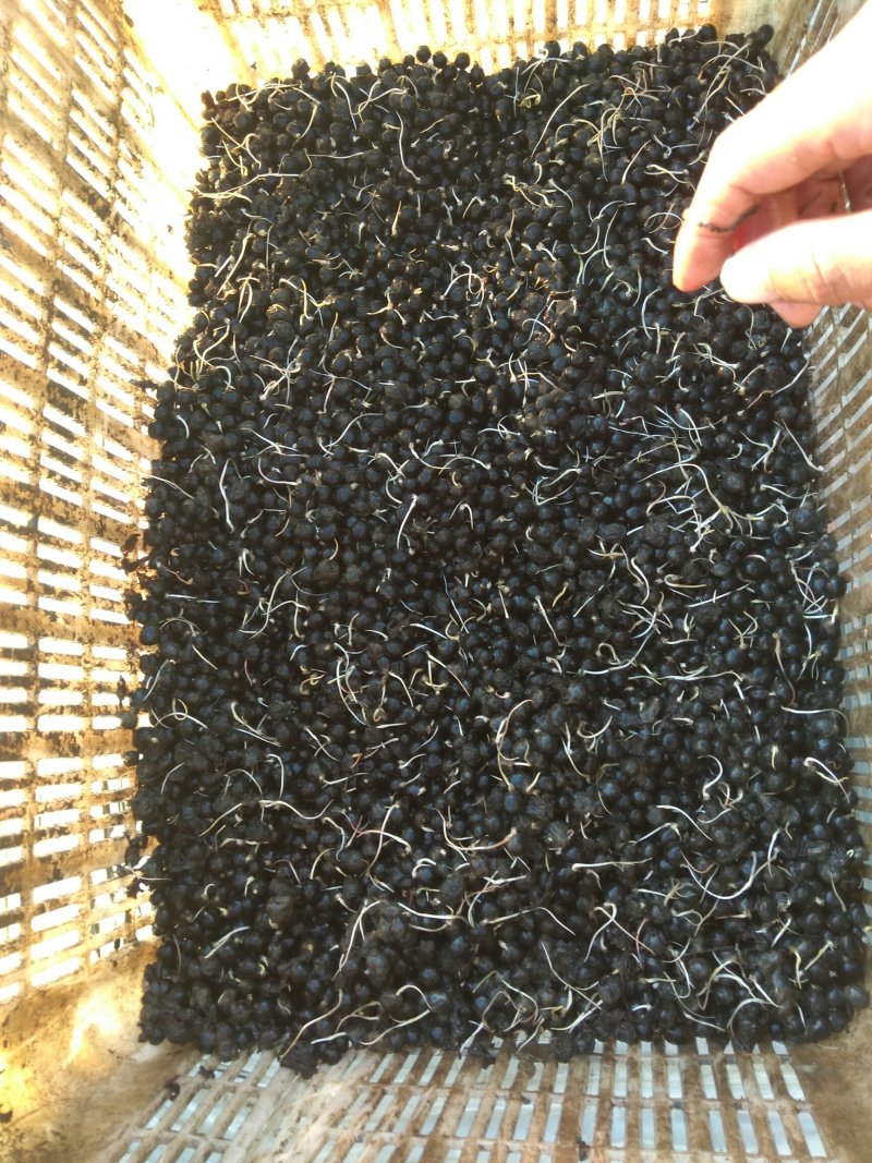 芡实种子鸡头米种子
