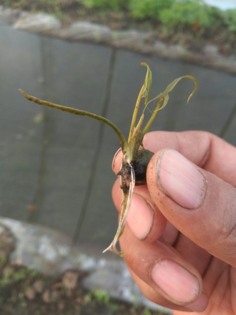 芡实种子鸡头米种子