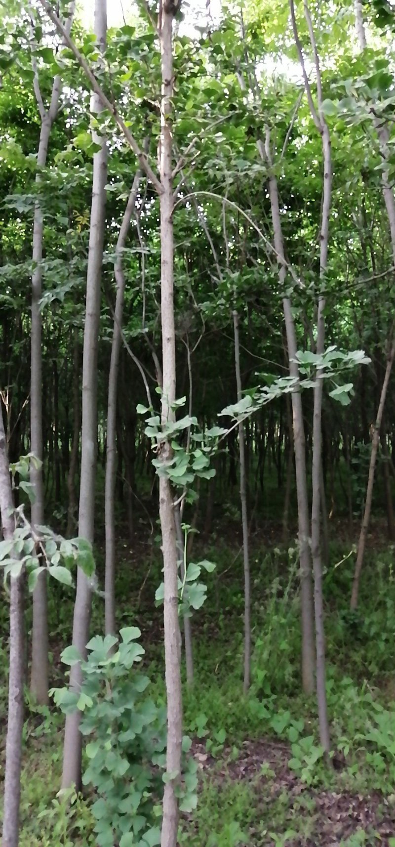 河南栾树北栾可视频看货，产地直销开挖上车一条龙服务