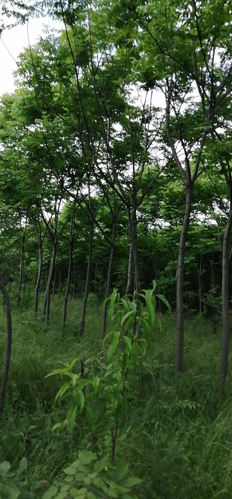 河南栾树北栾可视频看货，产地直销开挖上车一条龙服务