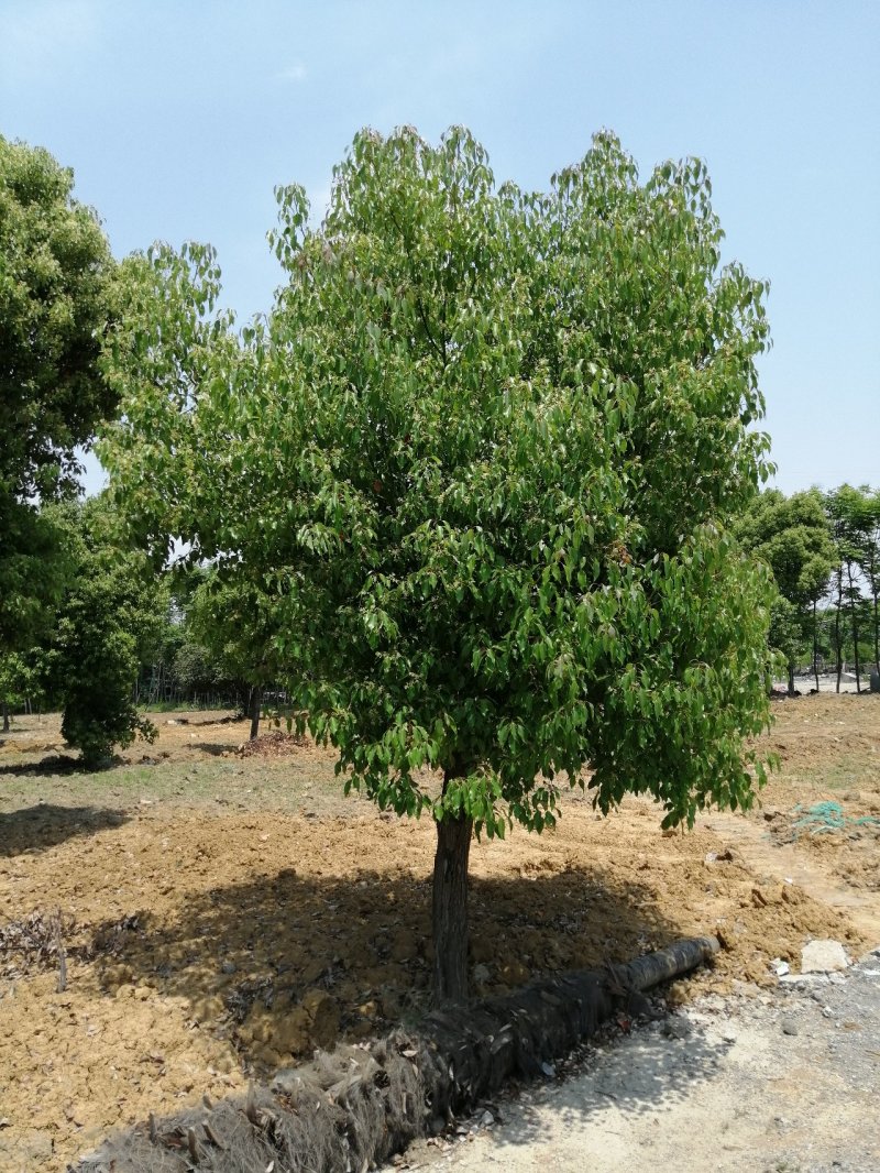 香樟樟树香樟苗河南香樟可视频看货产地直销一条龙服