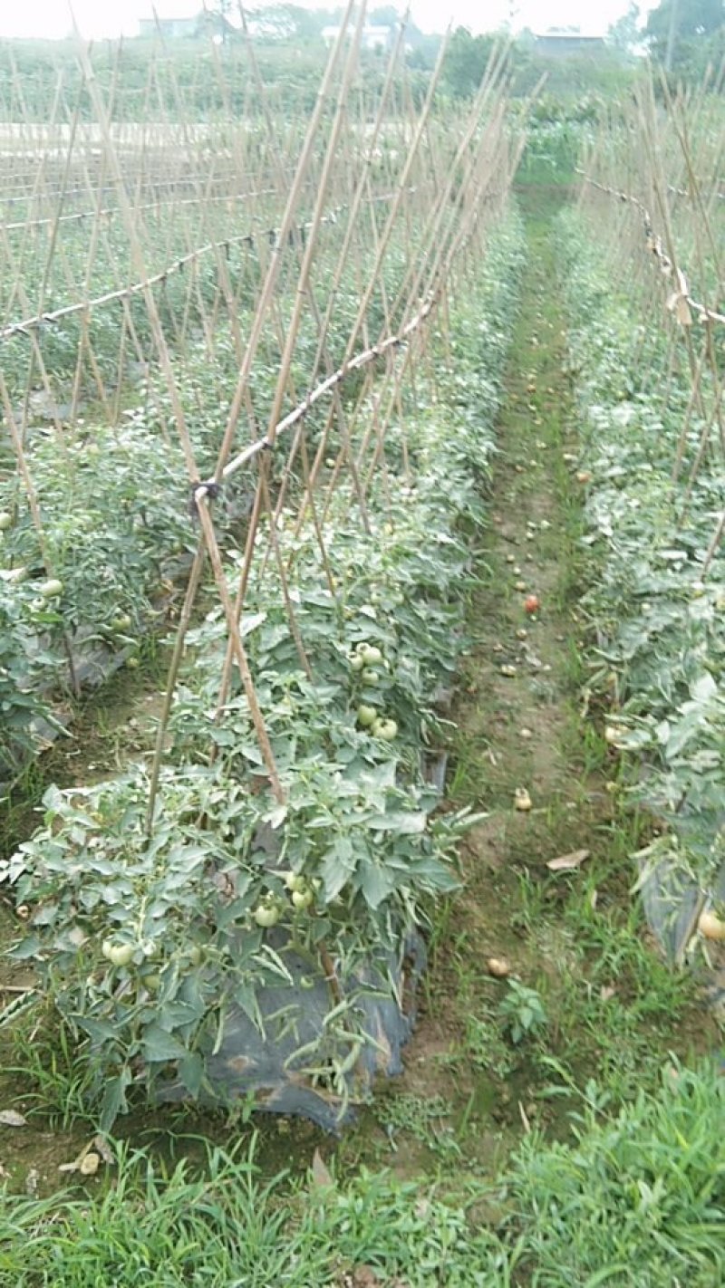 精品番茄马上上市