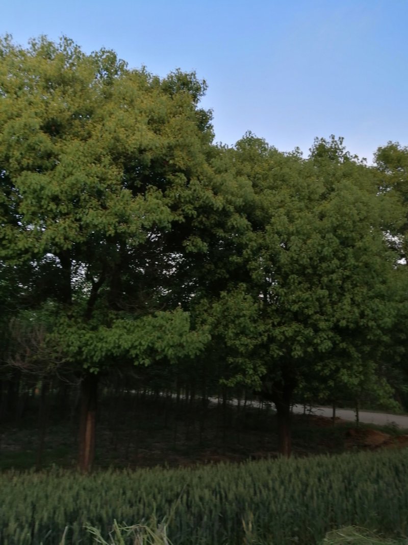 香樟樟树香樟苗河南香樟可视频看货产地直销一条龙服