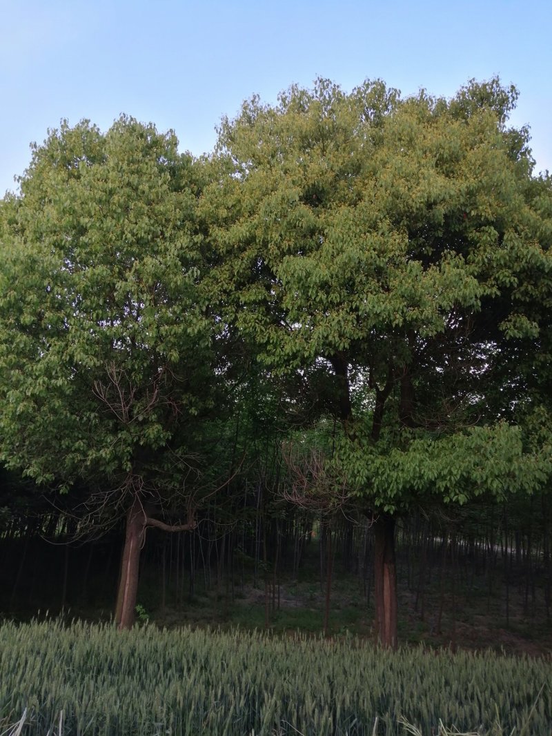香樟樟树香樟苗河南香樟可视频看货产地直销一条龙服