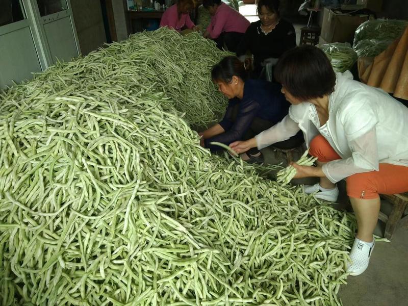 四季豆，20公分长，直条货量大地头直供：量从优：现货