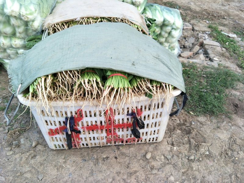 湖北菠菜正在上市，支持配菜，