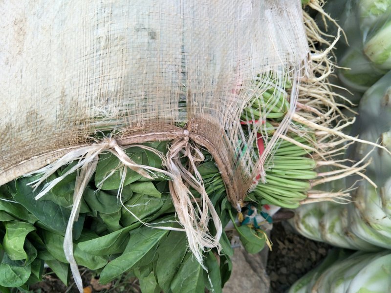湖北菠菜正在上市，支持配菜，