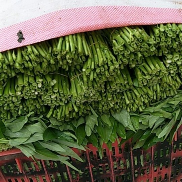 竹叶空心菜正在上市，价格按当天的行情为准，支持配菜