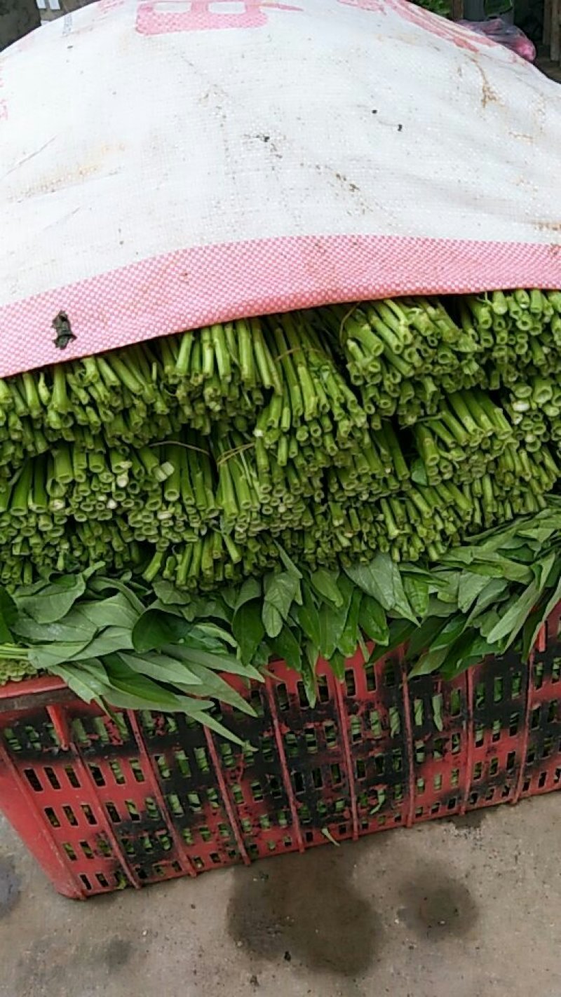 竹叶空心菜正在上市，价格按当天的行情为准，支持配菜