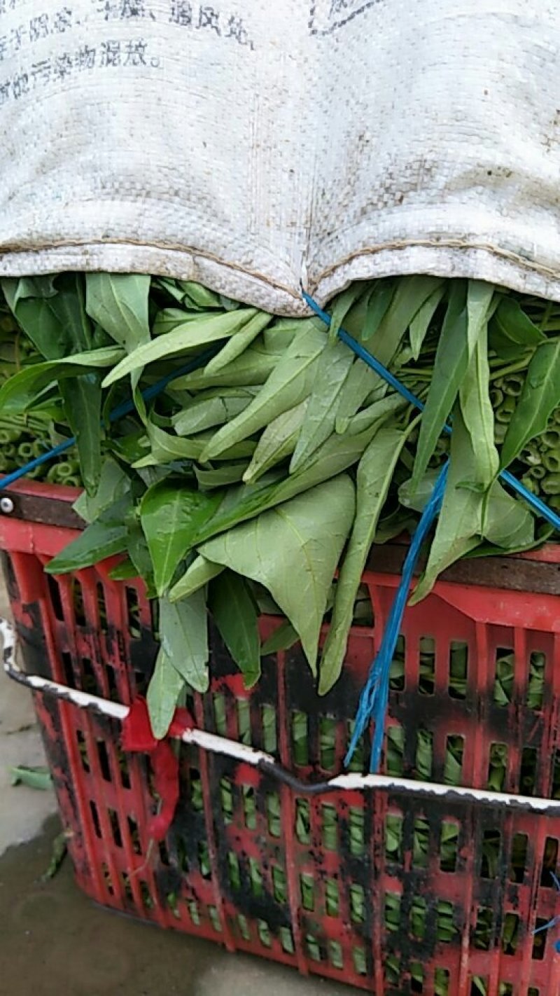 竹叶空心菜正在上市，价格按当天的行情为准，支持配菜