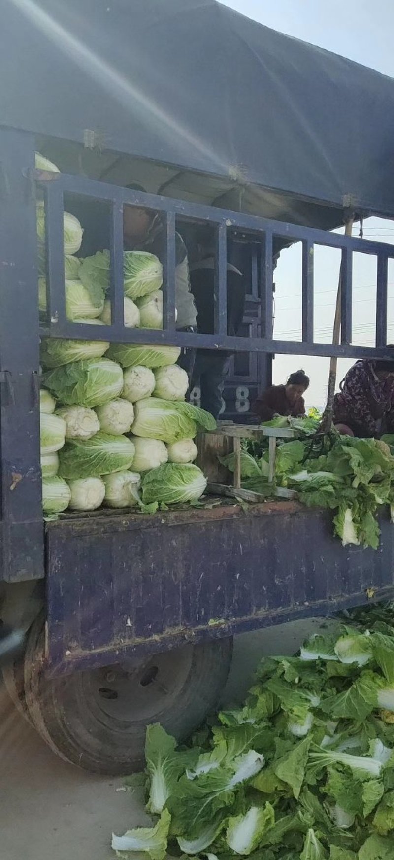 河北定州大白菜大量上市