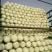 河北定州大白菜大量上市