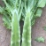 莴苣1.5~2斤40~50cm