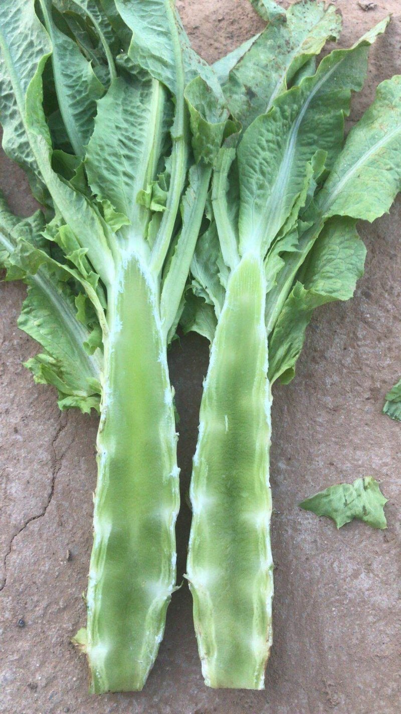 莴苣1.5~2斤40~50cm