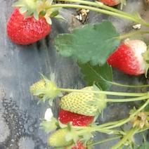 甘肃百亩高原草莓园