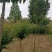湖北孝感，大叶女贞一千棵，品质优良，价格优惠。
