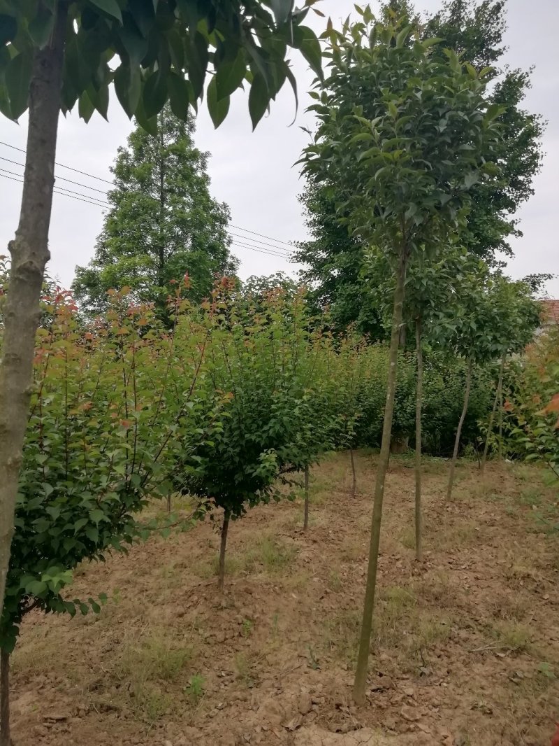 湖北孝感，大叶女贞一千棵，品质优良，价格优惠。
